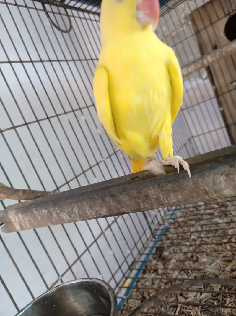 yellow ringneck breeder pair — photo 5