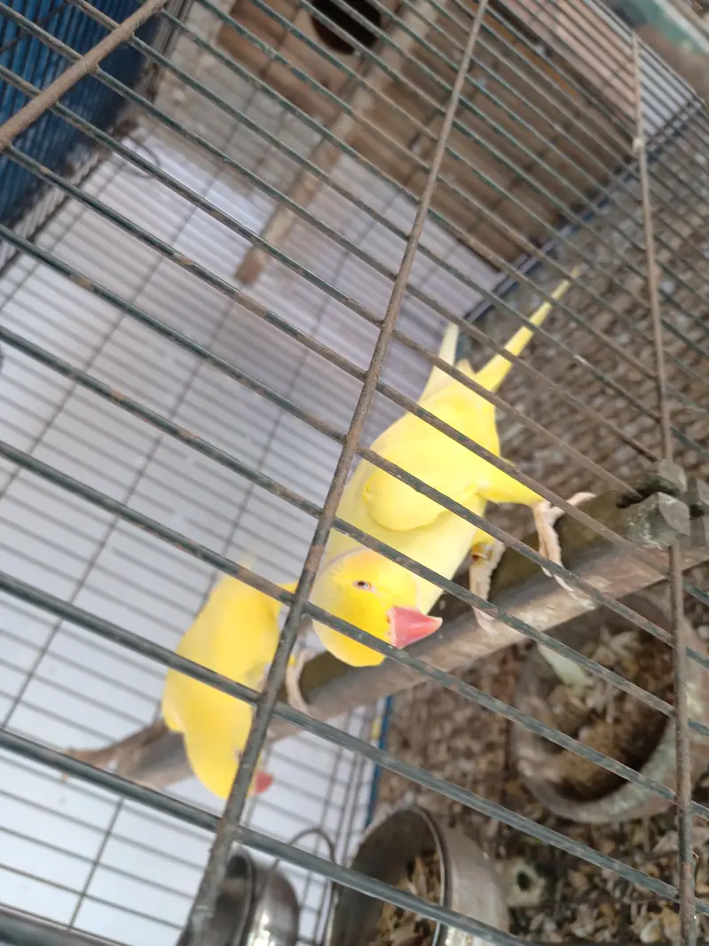 yellow ringneck breeder pair — photo 6
