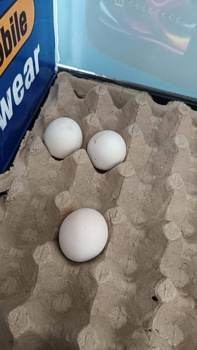 ASEEL HEERA EGGS 500