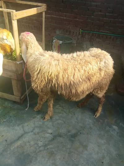 Gaban sheep near to Deliver h 0/3/2/9/5/5/3/4/8/7/0