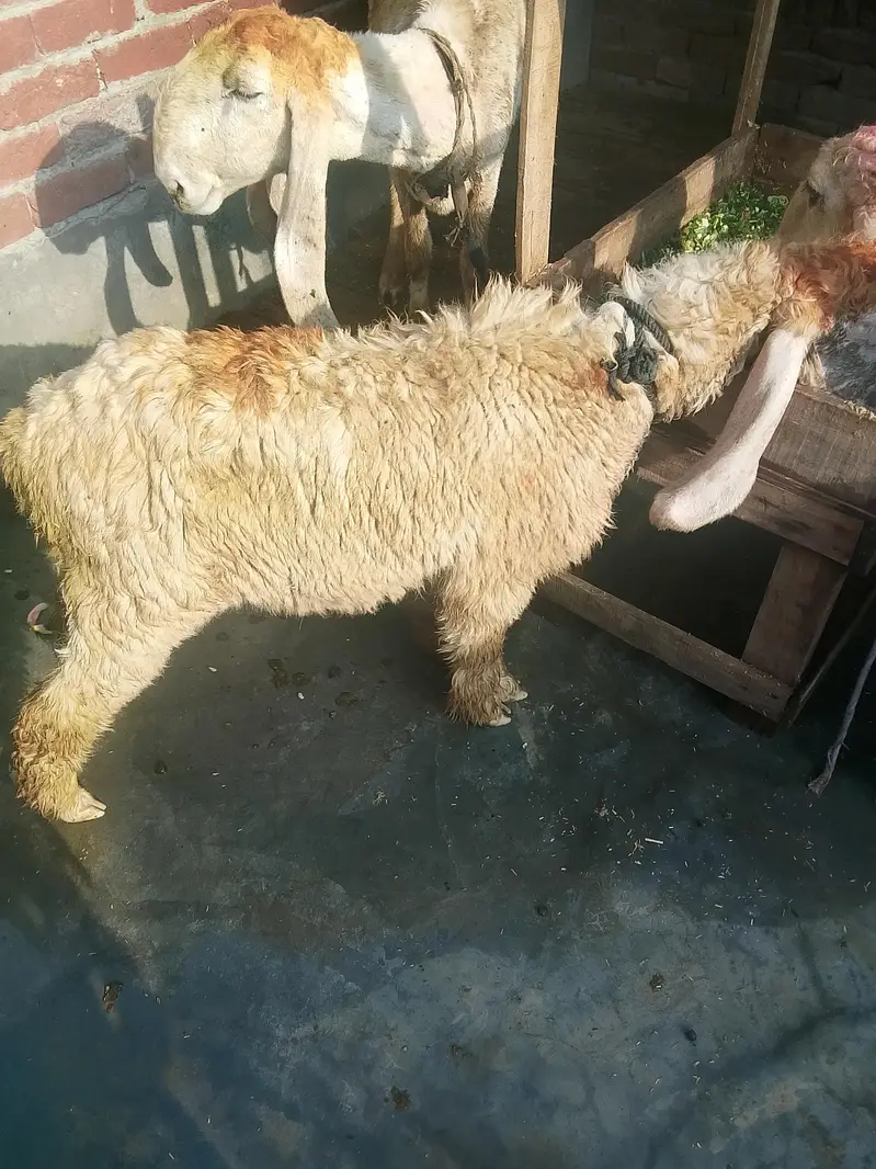 Gaban sheep near to Deliver h 0/3/2/9/5/5/3/4/8/7/0 — photo 2
