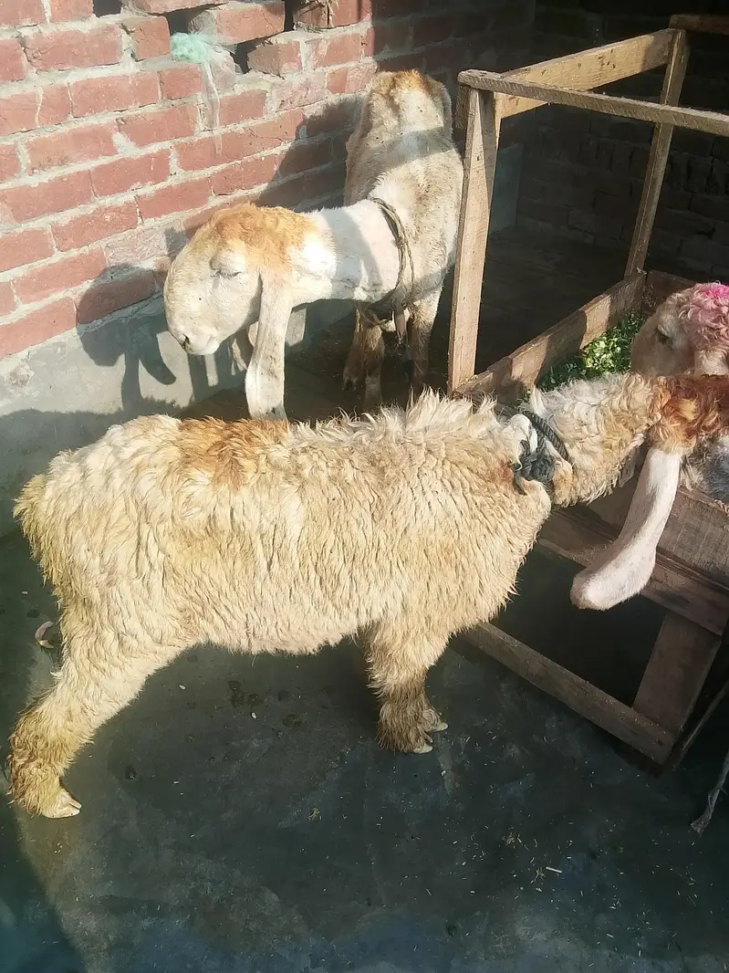 Gaban sheep near to Deliver h 0/3/2/9/5/5/3/4/8/7/0 — photo 3
