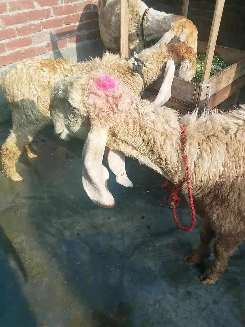 Gaban sheep near to Deliver h 0/3/2/9/5/5/3/4/8/7/0 — photo 4