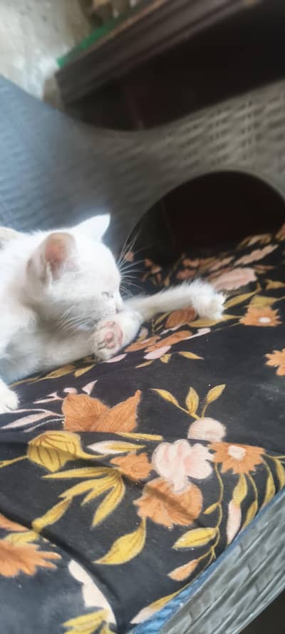 Persion kitten Dual colors eyes 1 month old