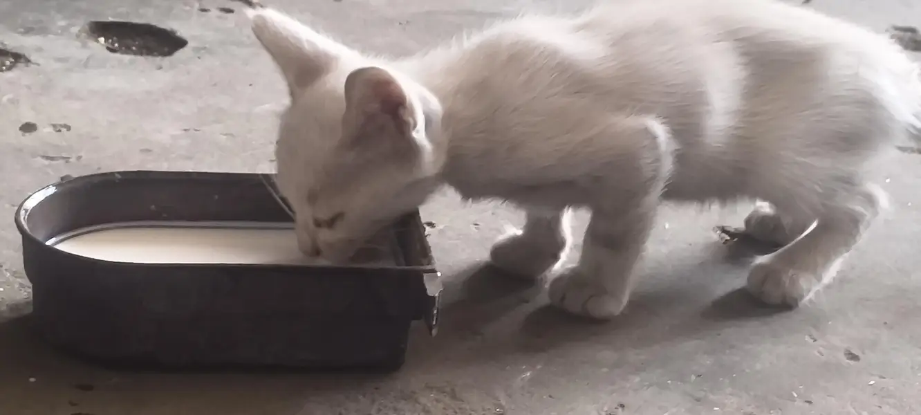 Persion kitten Dual colors eyes 1 month old — photo 2