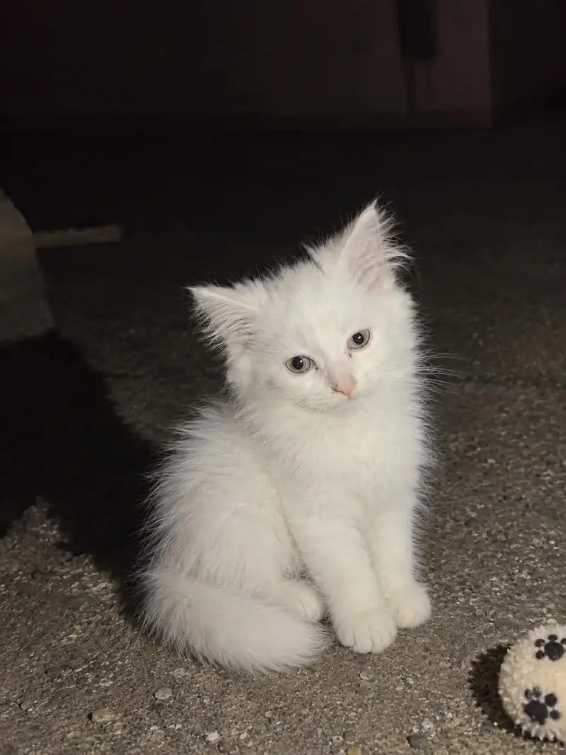 urgent sale — photo 2