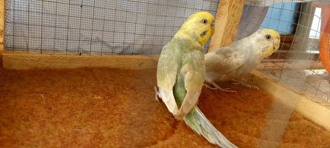 Rainbow breeder pair(lodhran City)