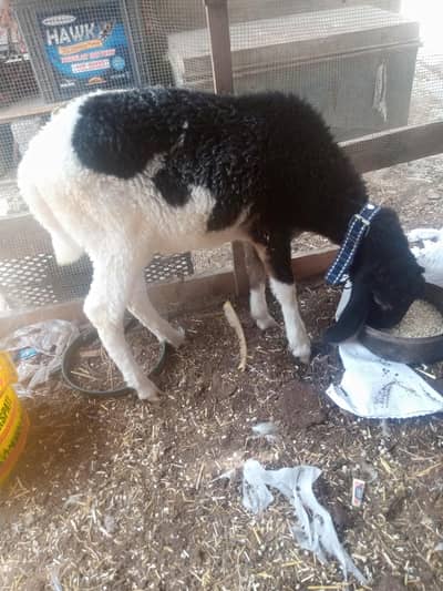 Dumba for sale WhatsApp num 03100128288