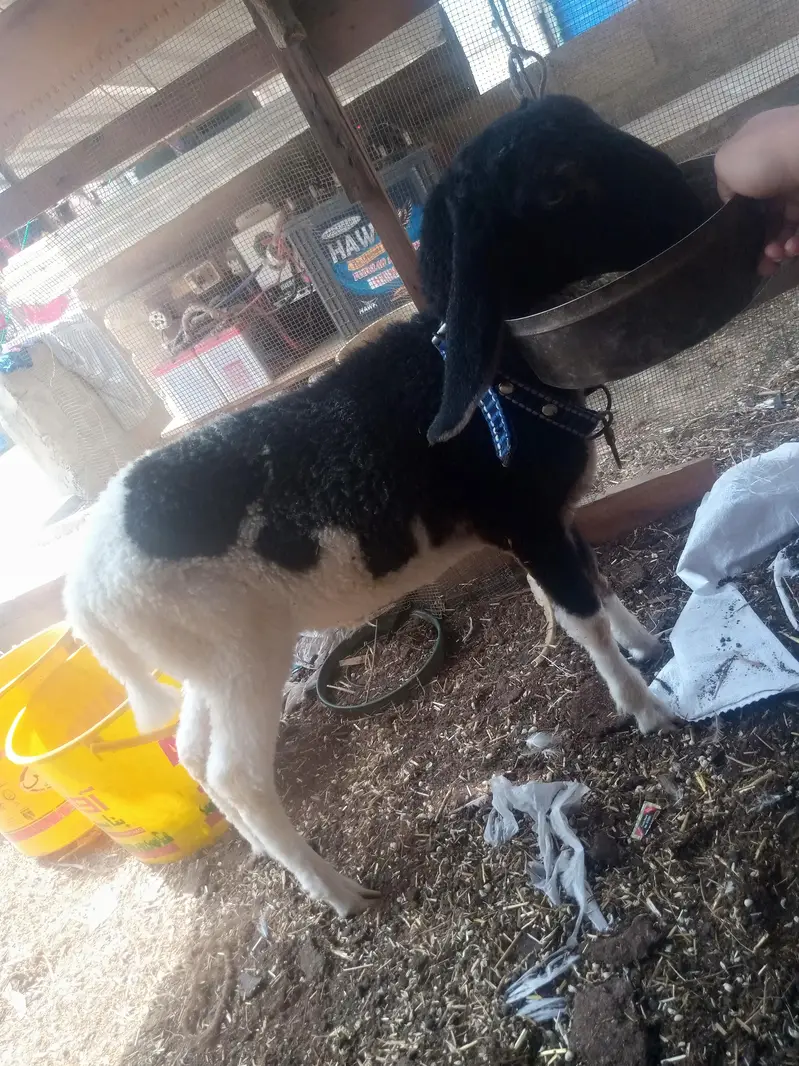 Dumba for sale WhatsApp num 03100128288 — photo 3