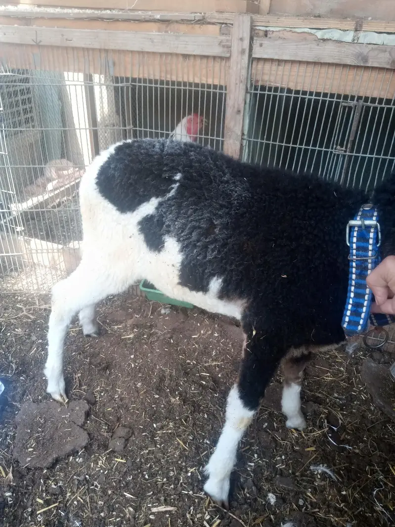 Dumba for sale WhatsApp num 03100128288 — photo 8