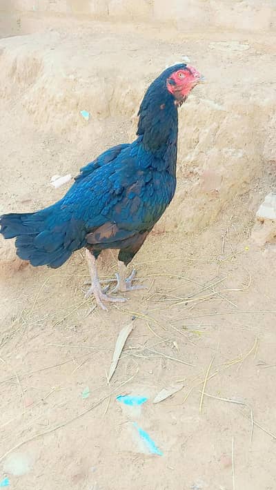 Aseel Murghay aur Murghiyan Sale Ke Liye 3 murgia