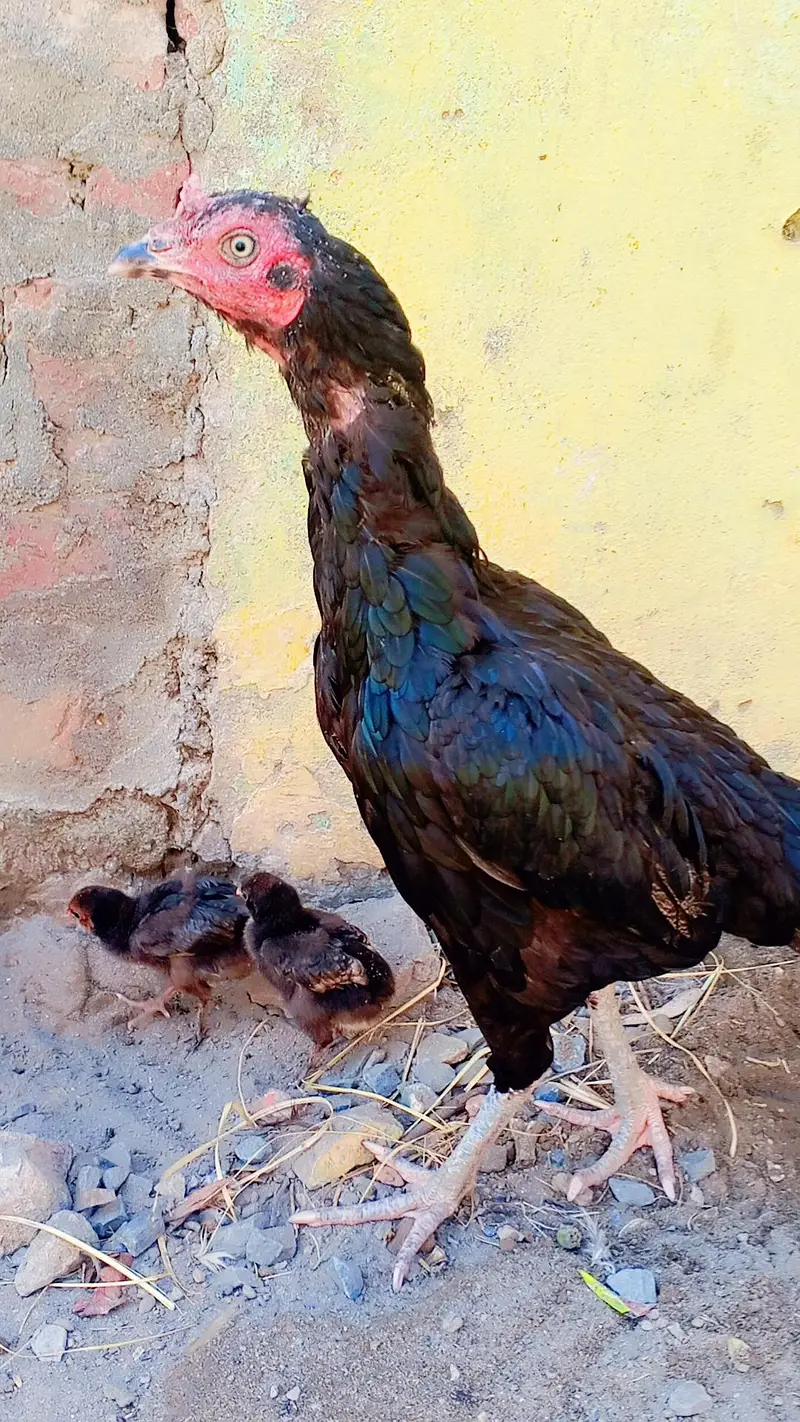 Aseel Murghay aur Murghiyan Sale Ke Liye 3 murgia — photo 2