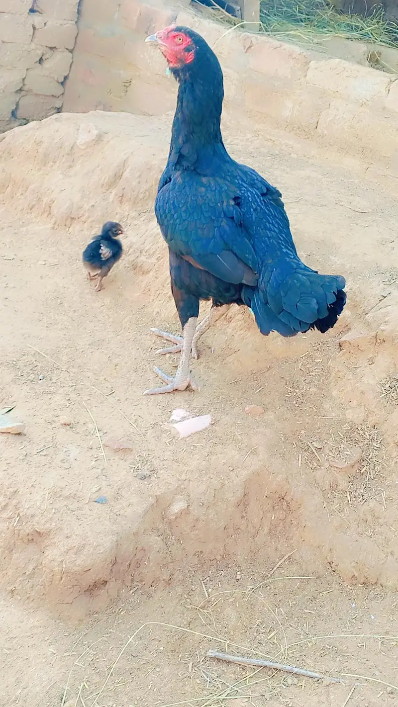 Aseel Murghay aur Murghiyan Sale Ke Liye 3 murgia — photo 4