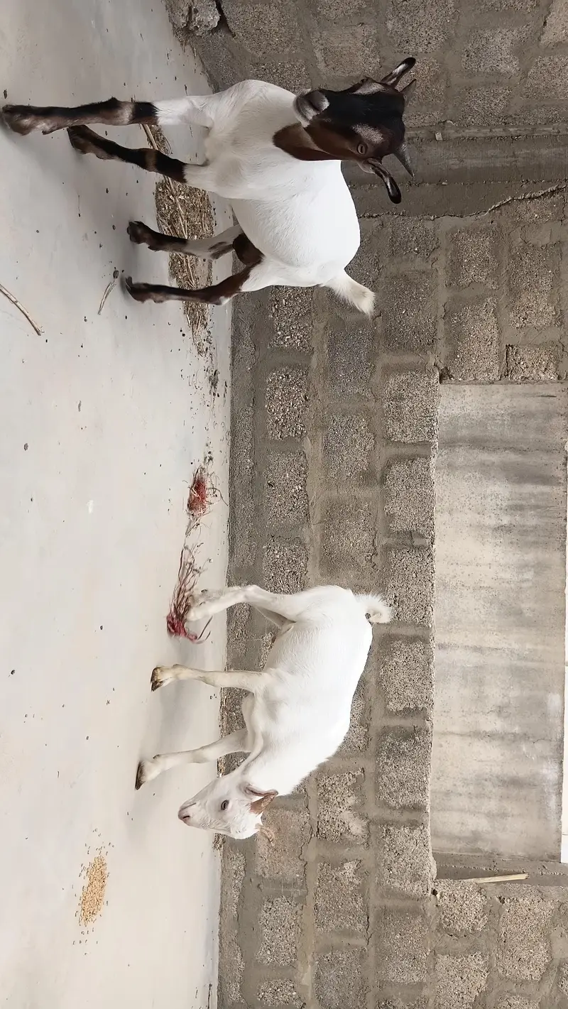 urgently sale Tedda.