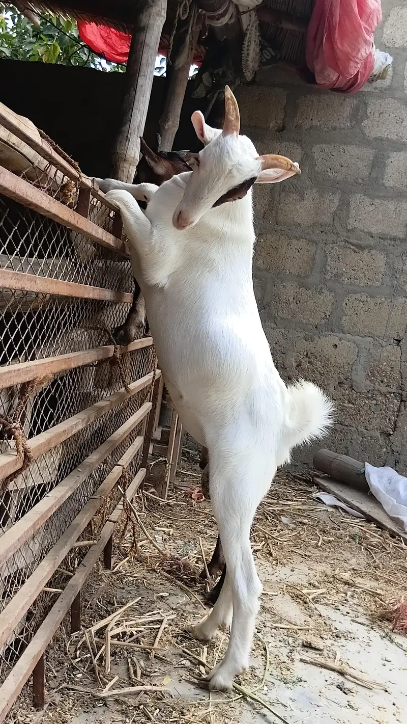 urgently sale Tedda. — photo 2