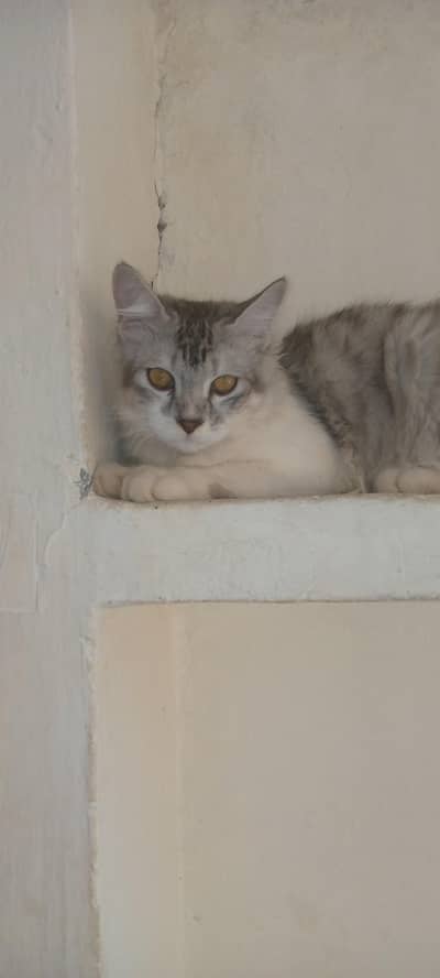 Persian Cats for Sale | Doll Face || Vaccinated | Male & Female
