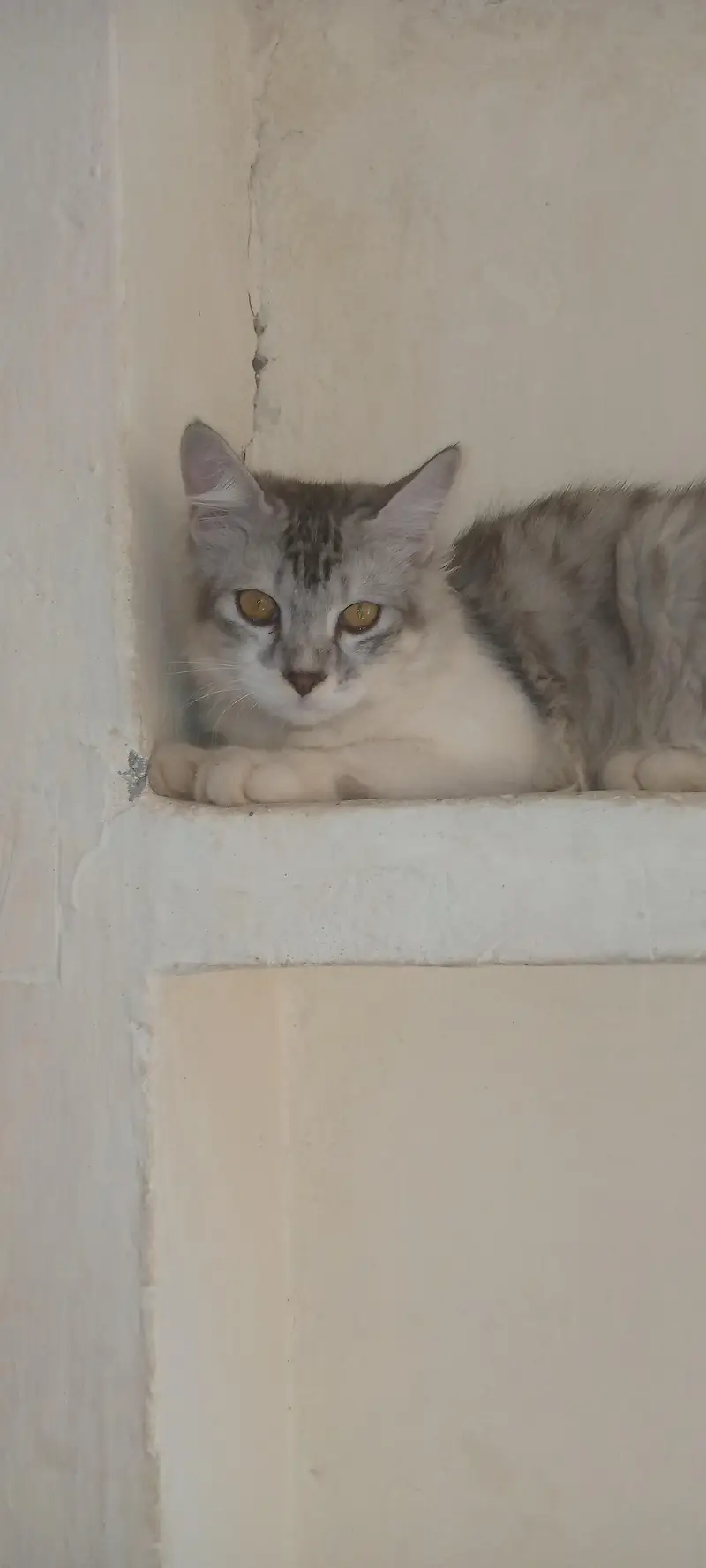 Persian Cats for Sale | Doll Face || Vaccinated | Male & Female