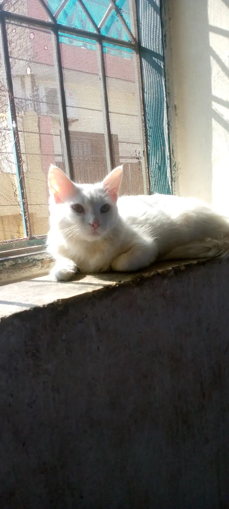 Persian Cats for Sale | Doll Face || Vaccinated | Male & Female — photo 2