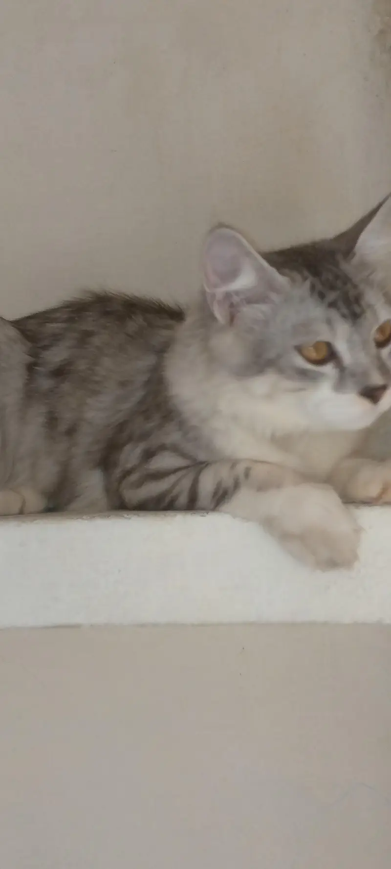 Persian Cats for Sale | Doll Face || Vaccinated | Male & Female — photo 3