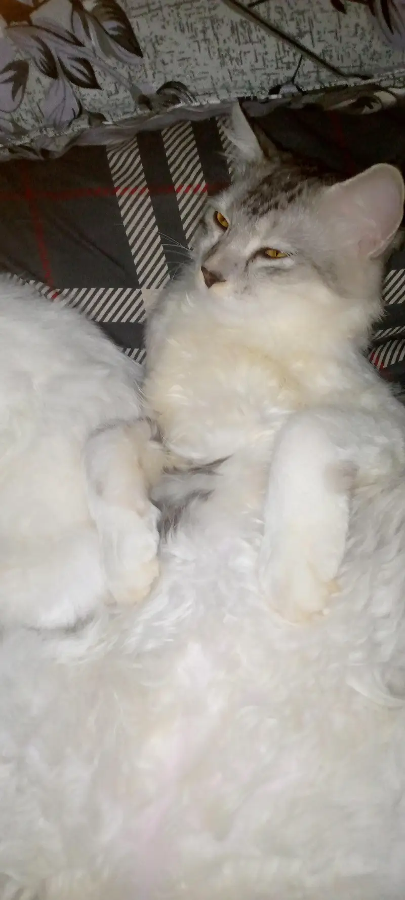 Persian Cats for Sale | Doll Face || Vaccinated | Male & Female — photo 4