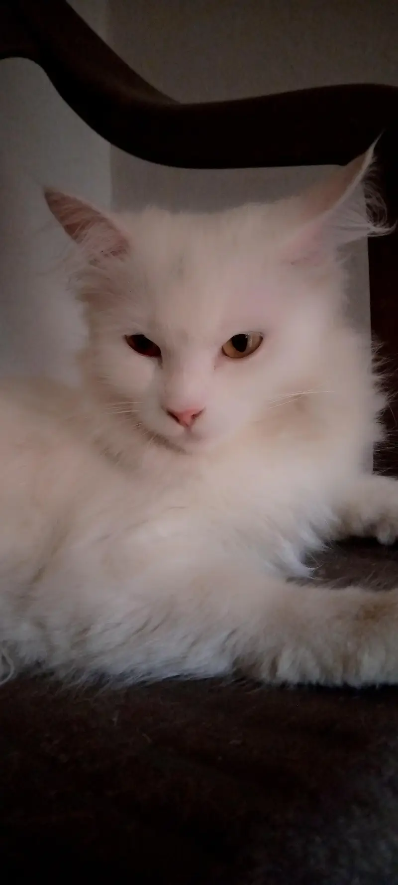 Persian Cats for Sale | Doll Face || Vaccinated | Male & Female — photo 5