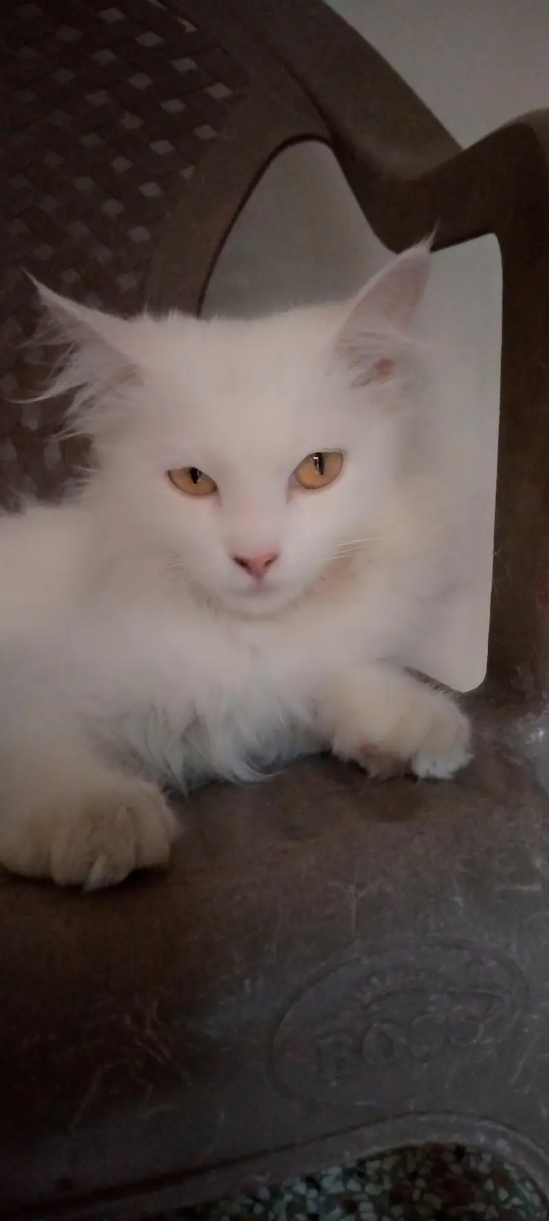 Persian Cats for Sale | Doll Face || Vaccinated | Male & Female — photo 6