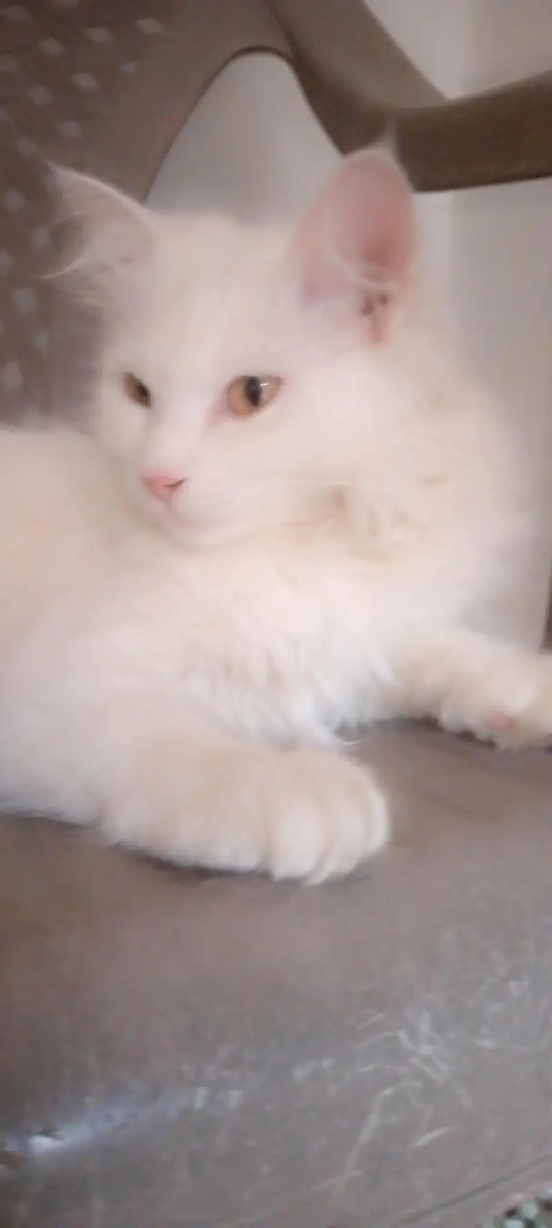Persian Cats for Sale | Doll Face || Vaccinated | Male & Female — photo 7