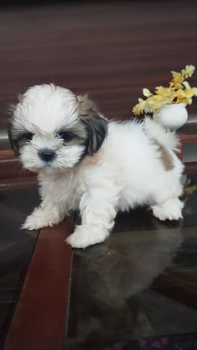 Shihtzu female puppy