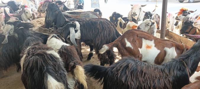 goats or bakre