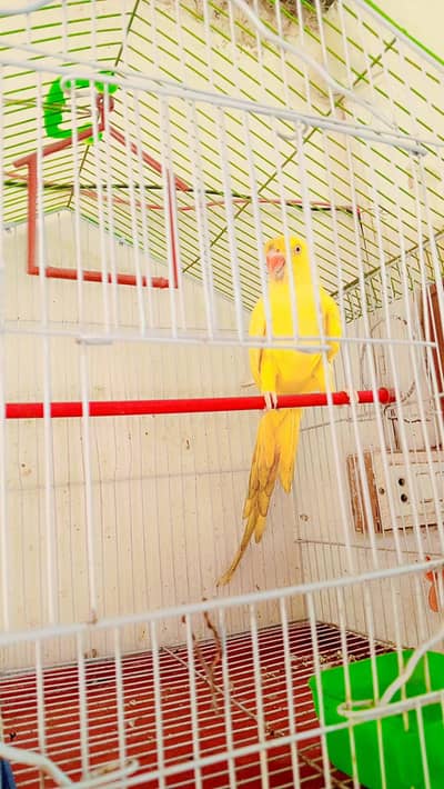yellow ringneck