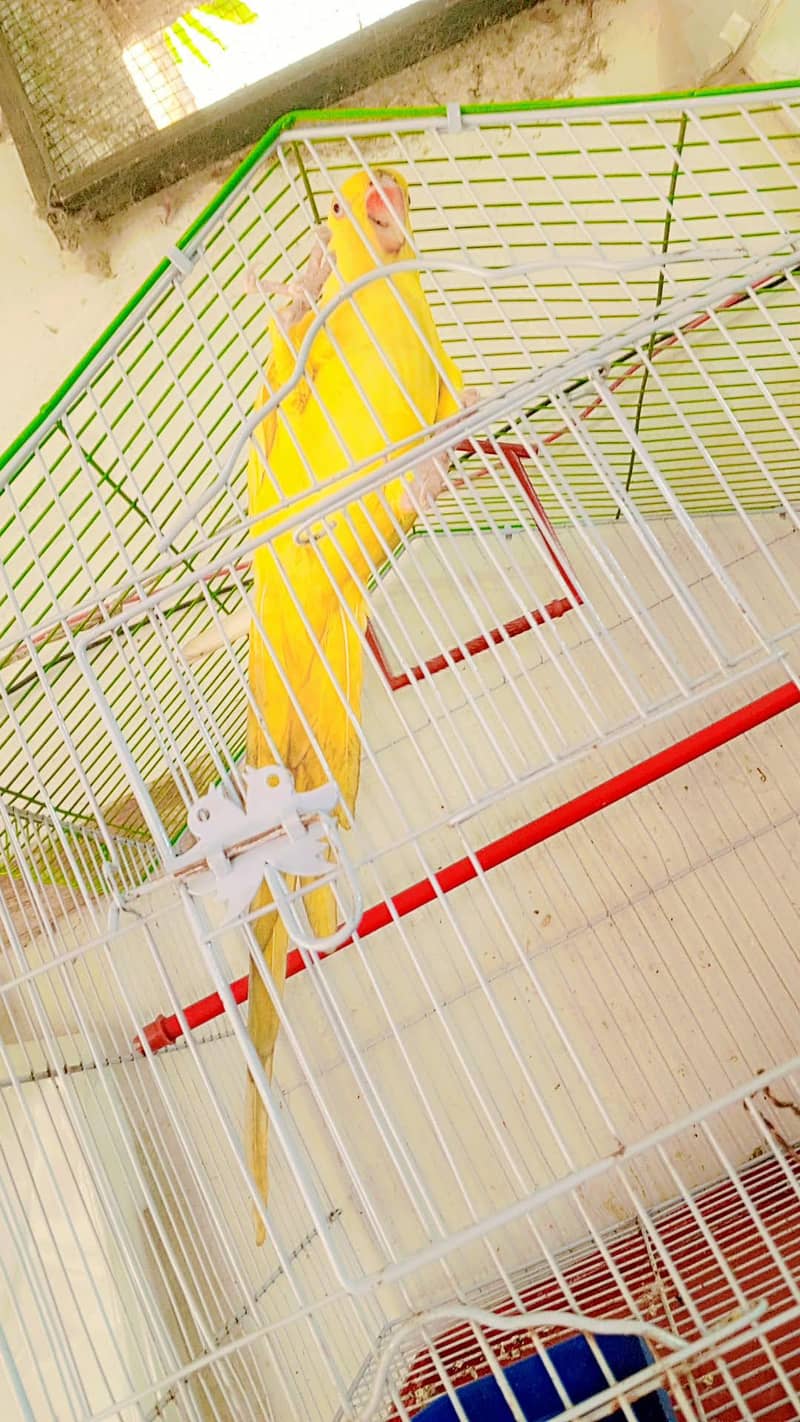yellow ringneck 1