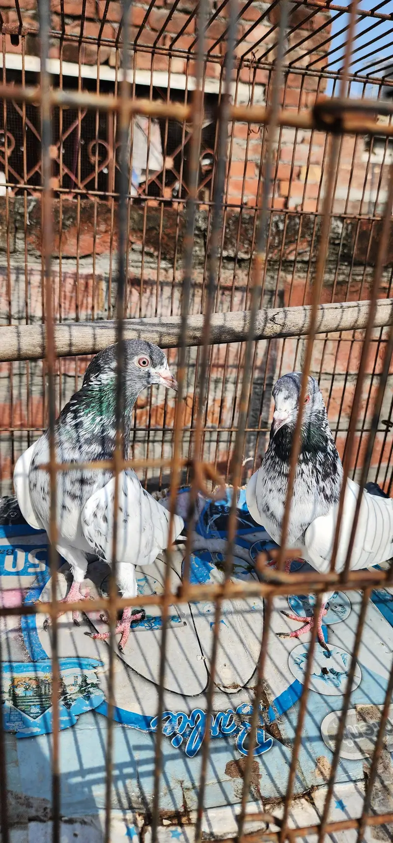 rampuri teddy hera lal golden — photo 2