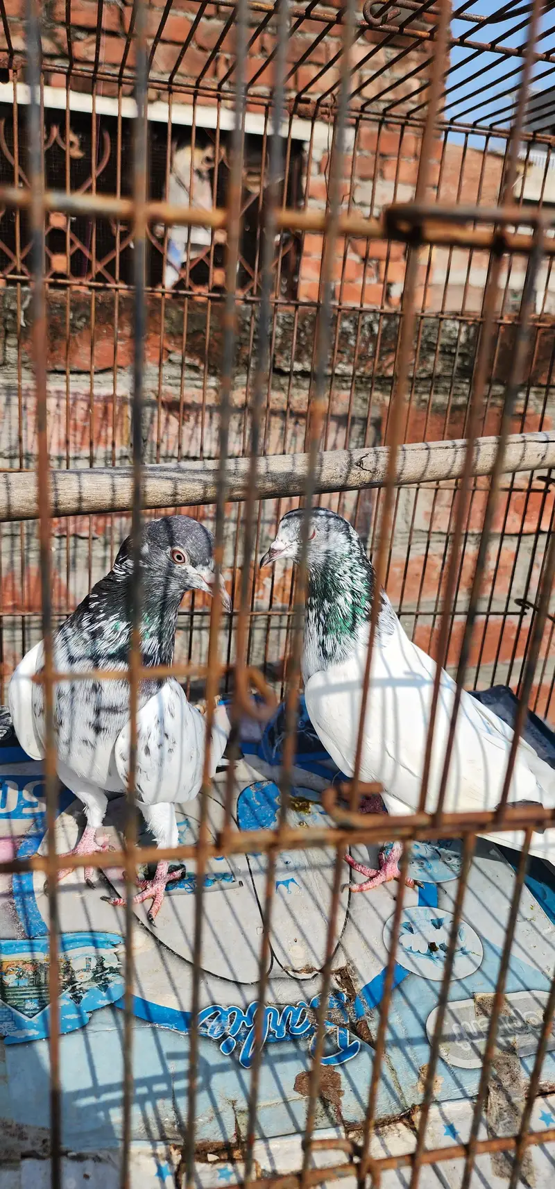 rampuri teddy hera lal golden — photo 3