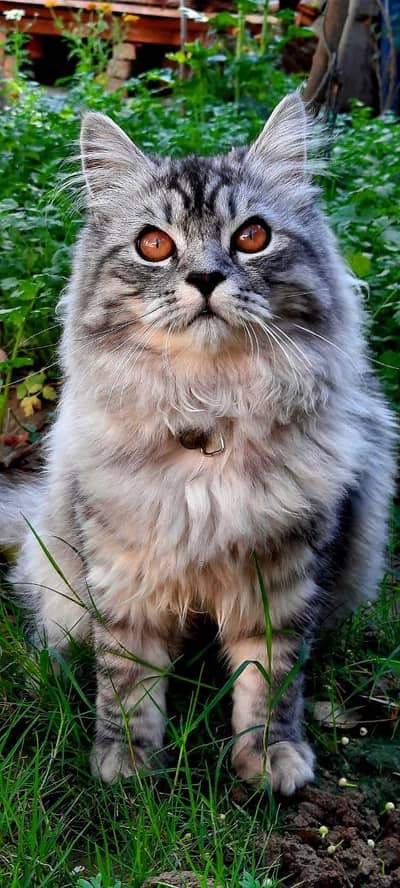 Persian Triple coated cat for sale