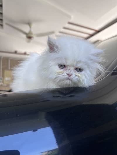 Persian kitten Tripple coat