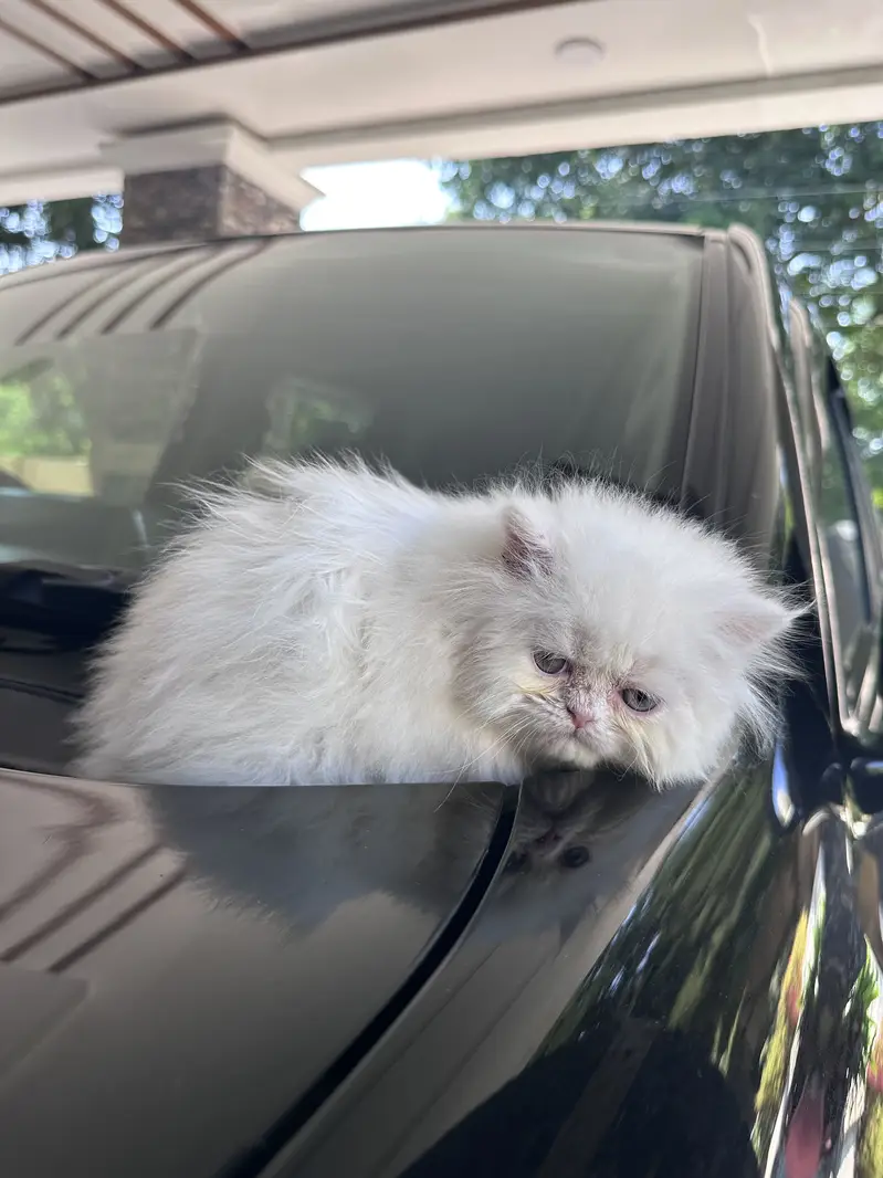 Persian kitten Tripple coat — photo 2