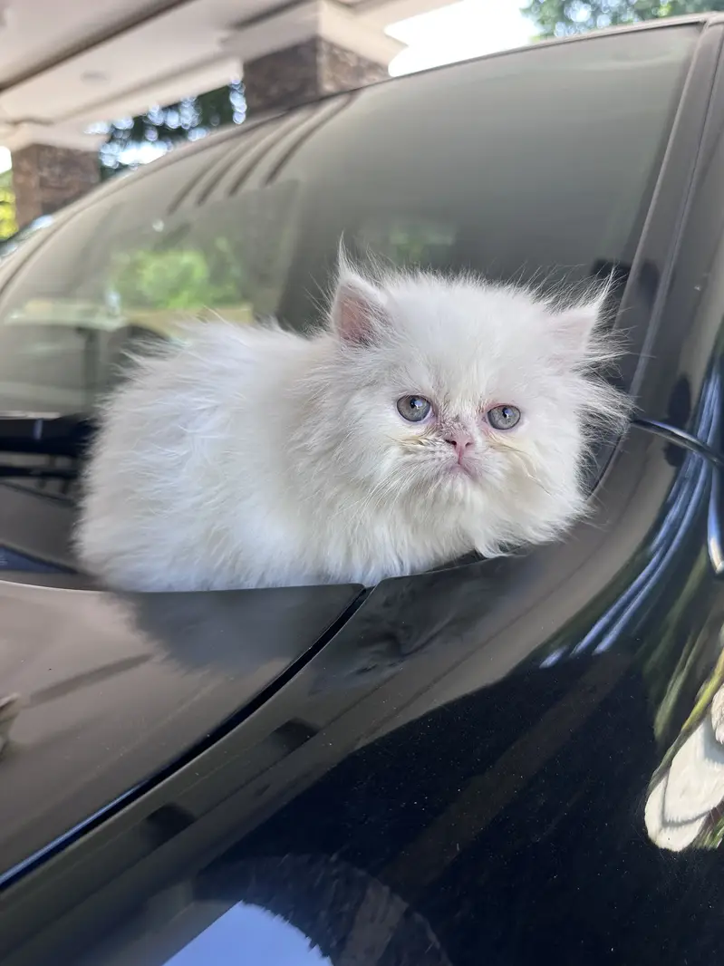 Persian kitten Tripple coat — photo 4