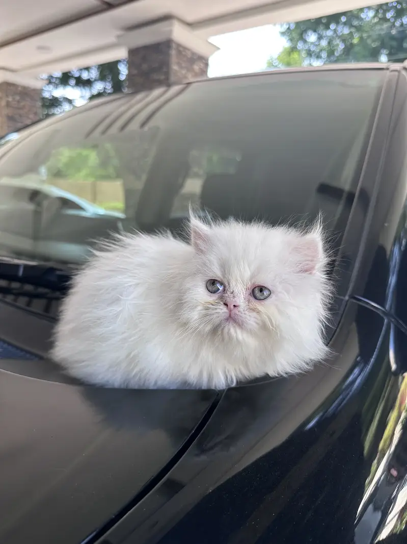 Persian kitten Tripple coat — photo 5
