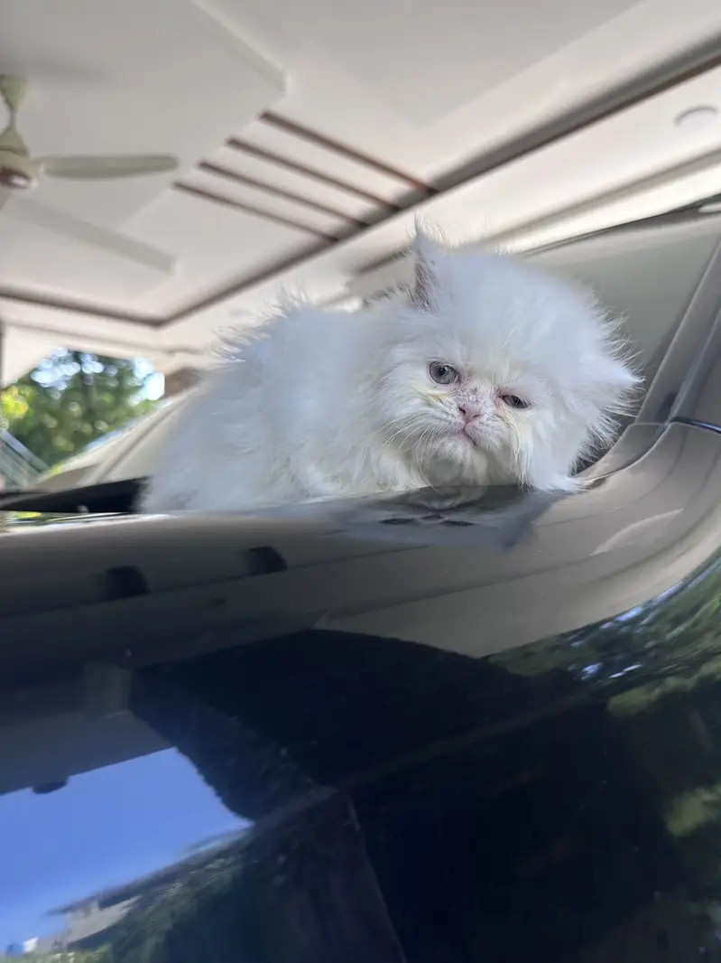 Persian kitten Tripple coat — photo 6