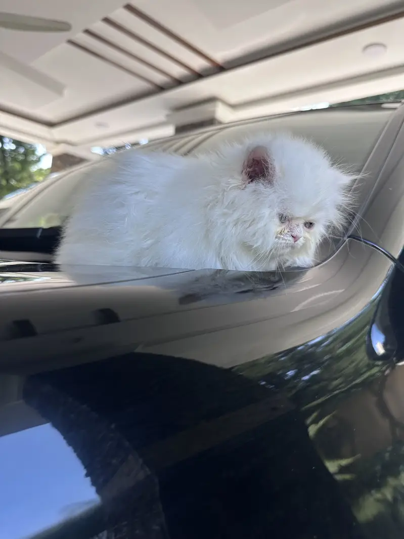 Persian kitten Tripple coat — photo 7