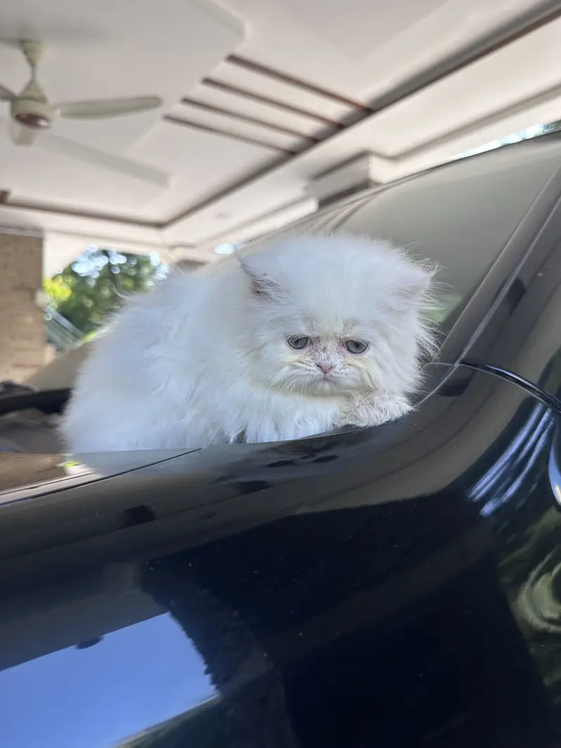 Persian kitten Tripple coat — photo 8