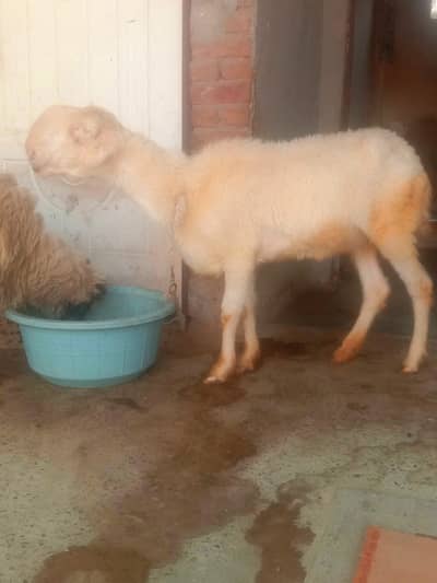 mundri female