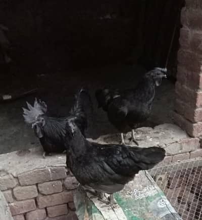 Ayam cemani grey tounge Indonesian bread