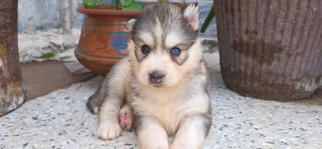 Siberian Husky Puppies