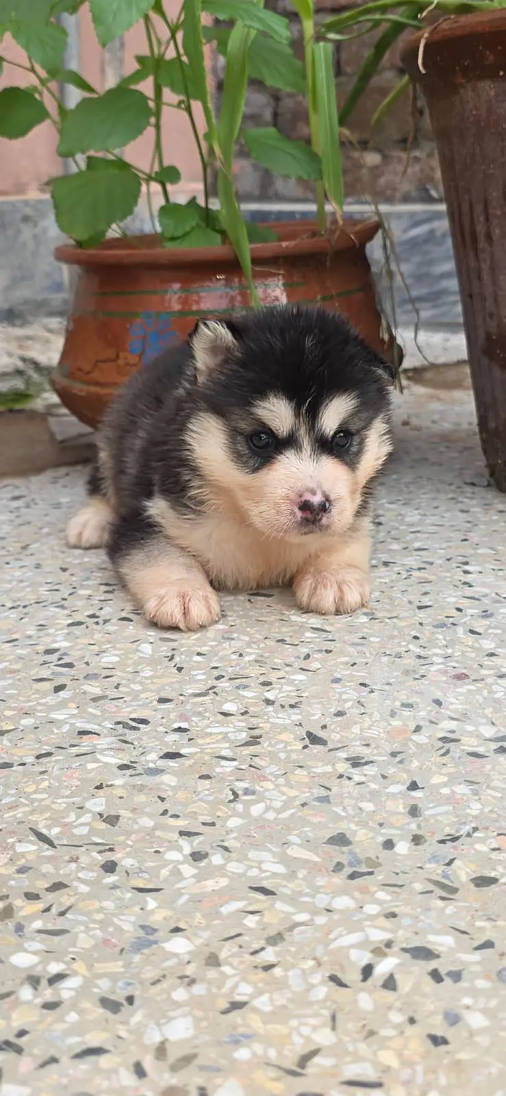 Siberian Husky Puppies — photo 2