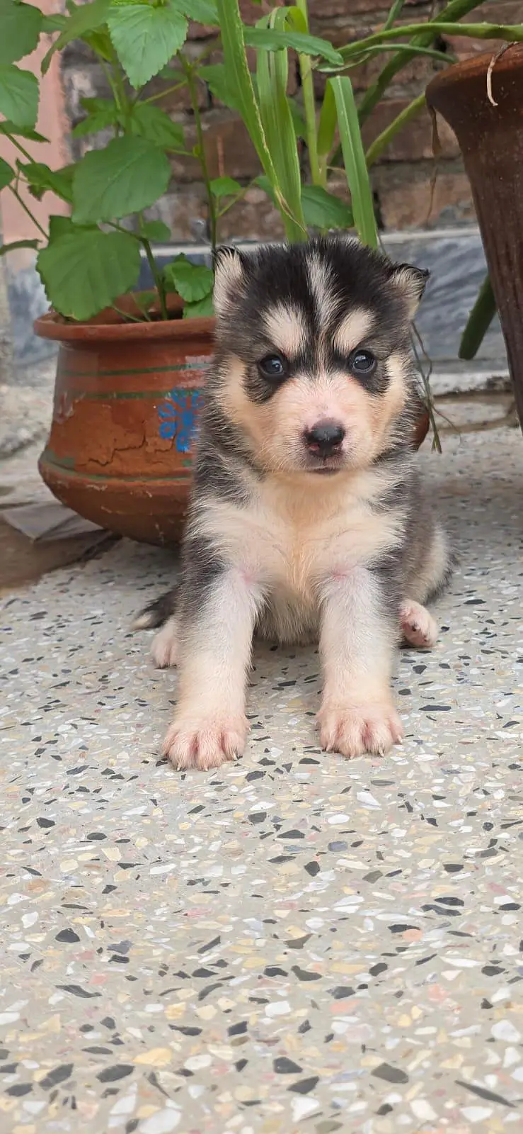 Siberian Husky Puppies — photo 3