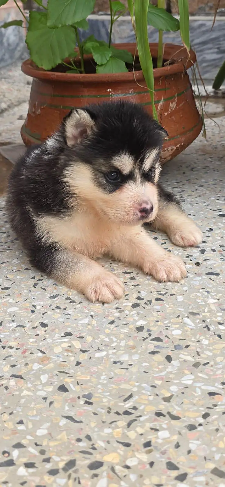 Siberian Husky Puppies — photo 4