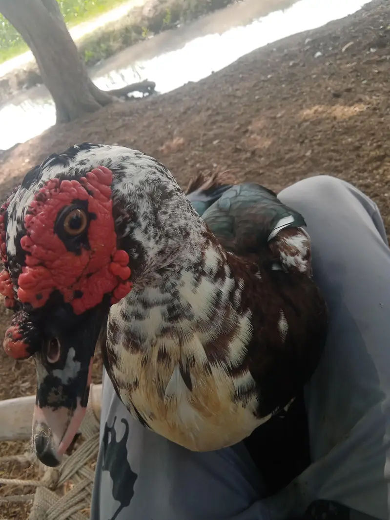 Muscovy ducks male 5
