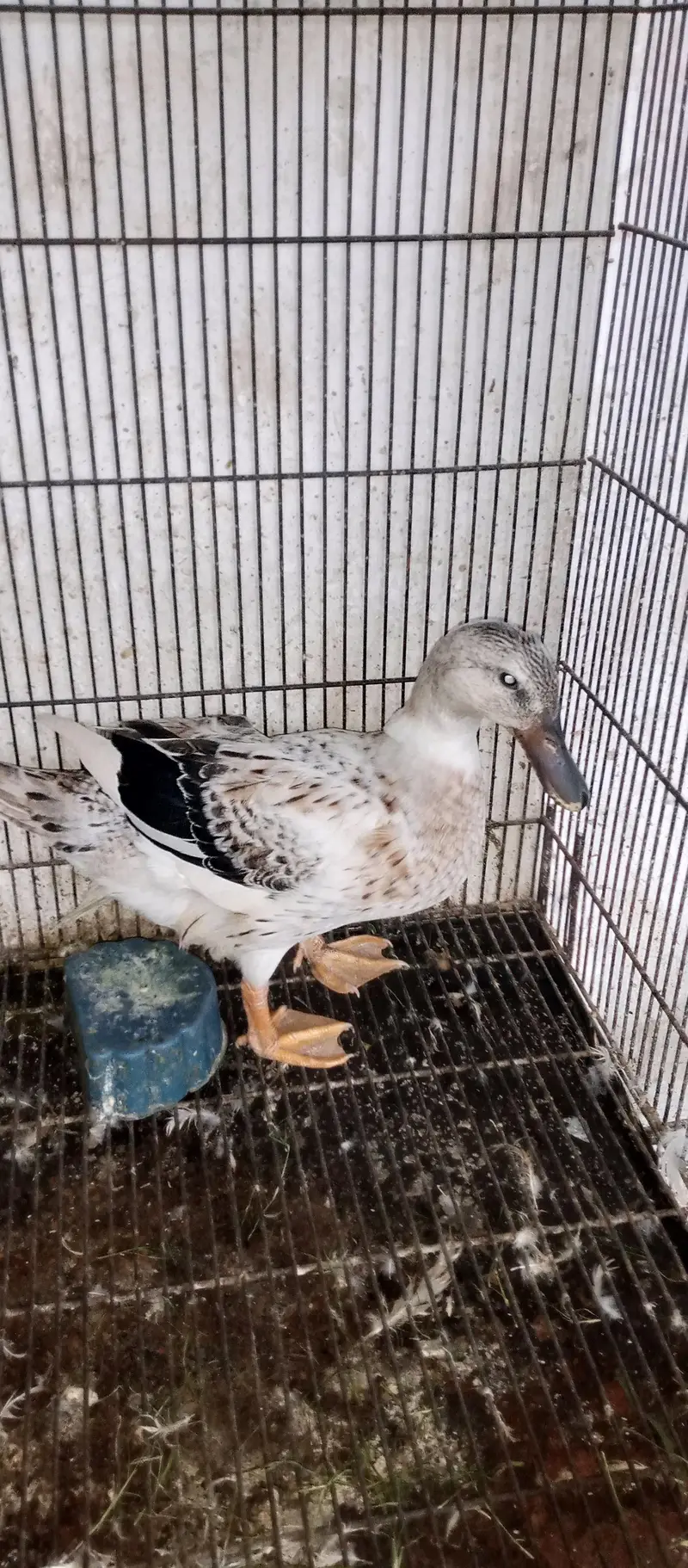 Male and female urgent for sale