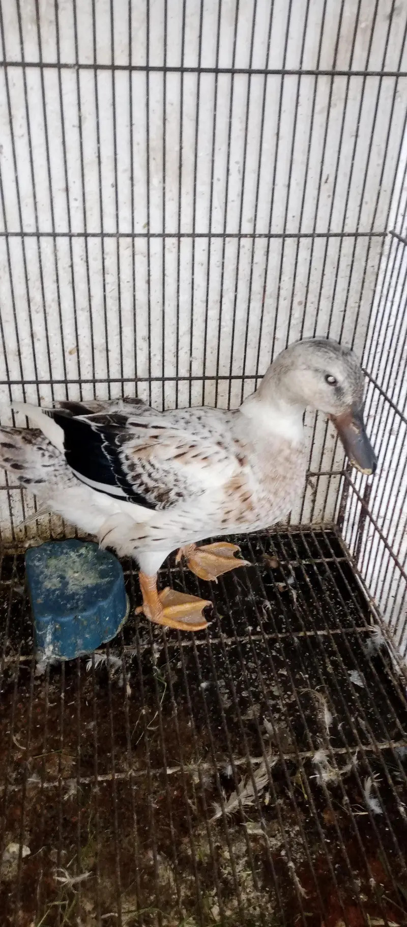 Male and female urgent for sale — photo 2
